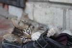 家猫