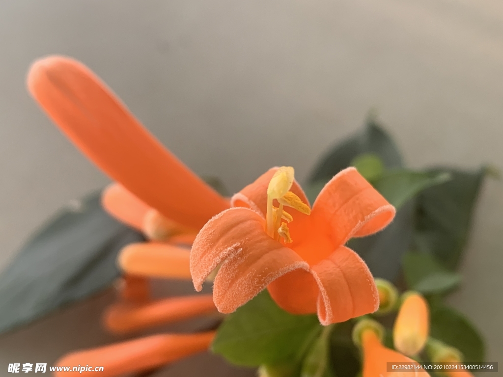 花