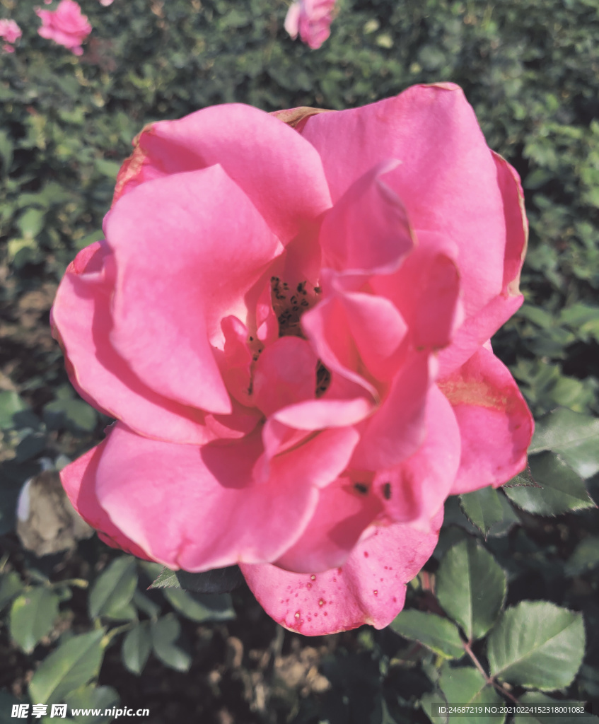 红花