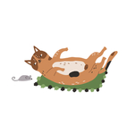 猫