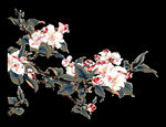 国风花卉素材