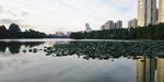 深圳洪湖公园夏日荷塘