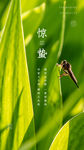 惊蛰