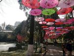彩色伞