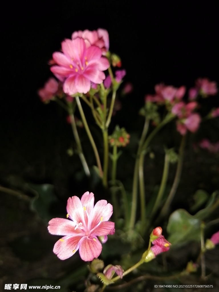 花