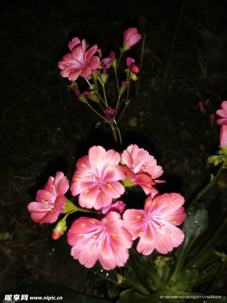 花