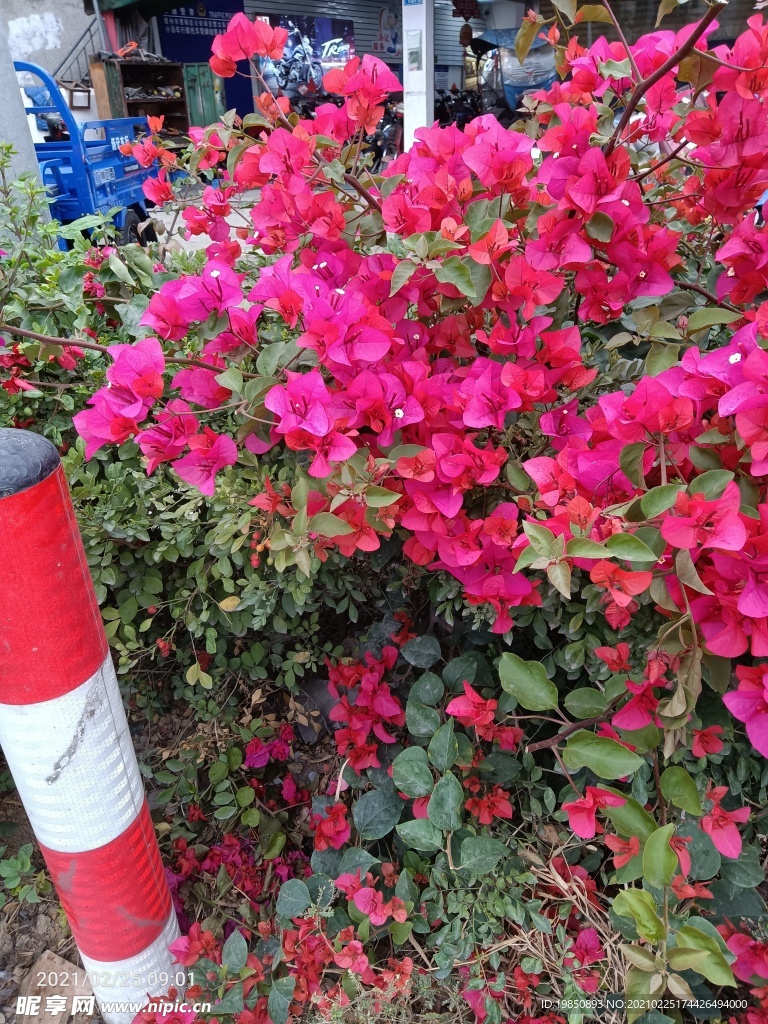 梅花 六角梅