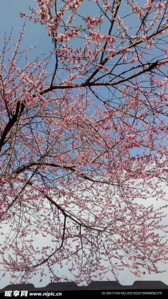 桃花树