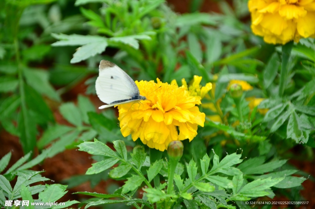 小黄花