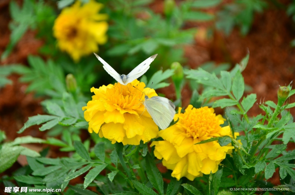 小黄花