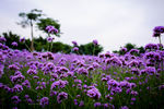 紫花