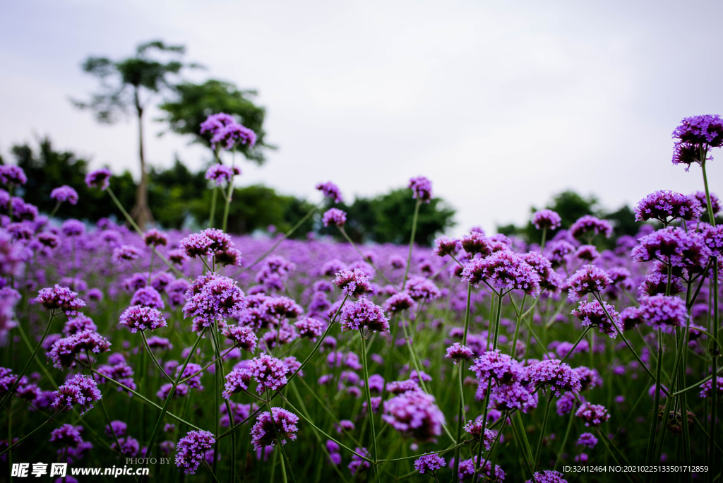 紫花