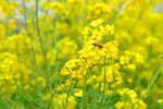 油菜花