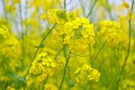 油菜花