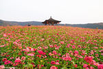 花海
