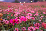 花海