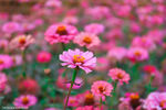 花海