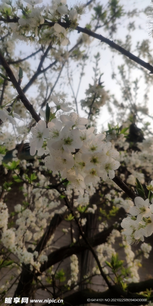 李子花