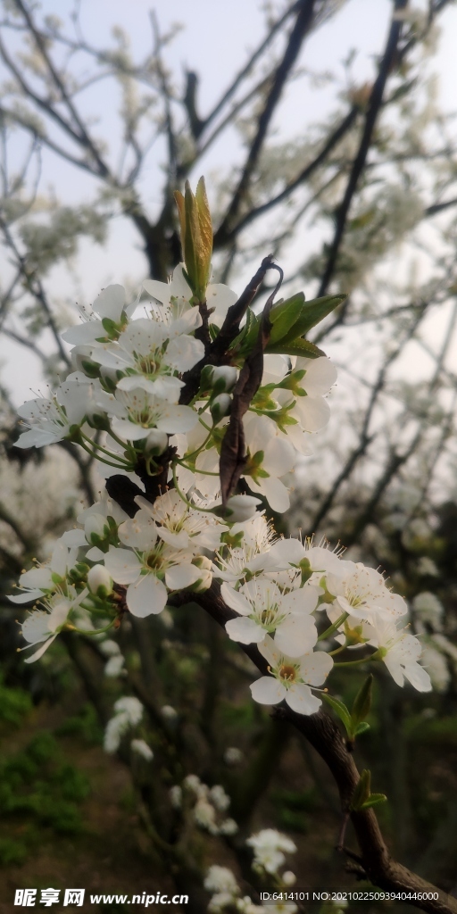 李子花