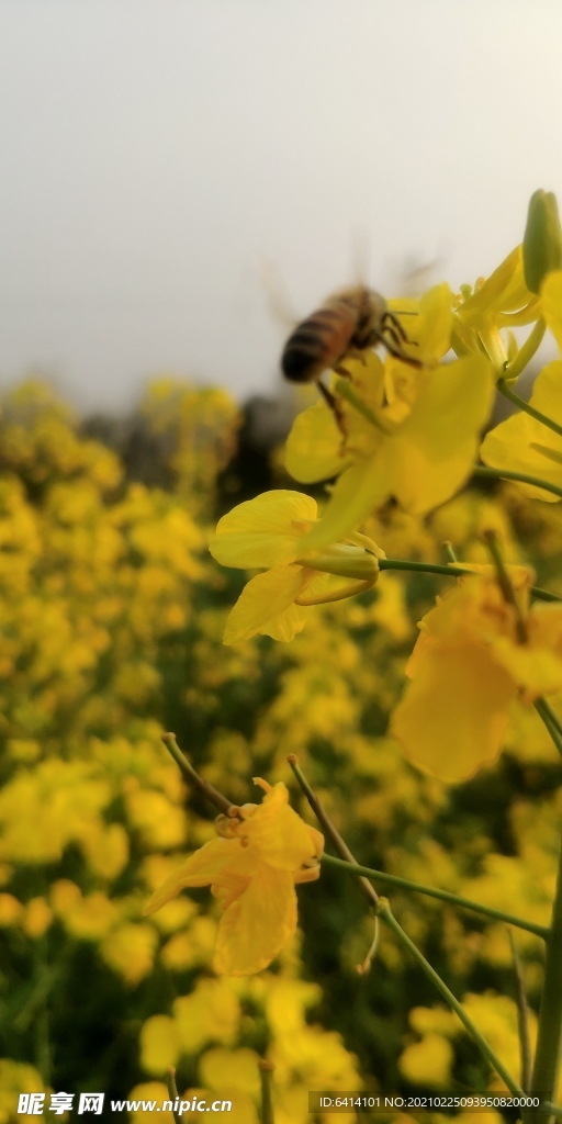 油菜花