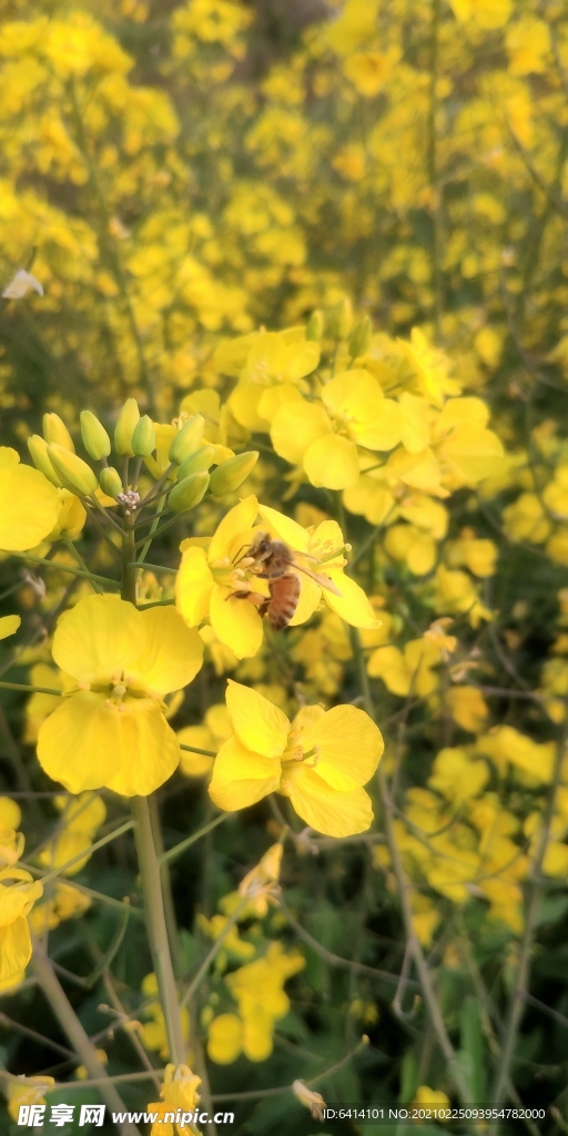 油菜花