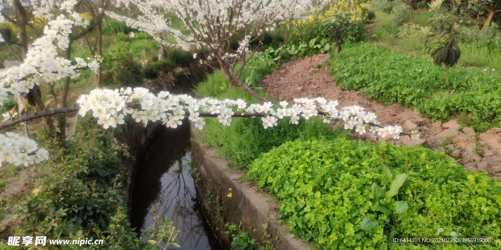 李子花