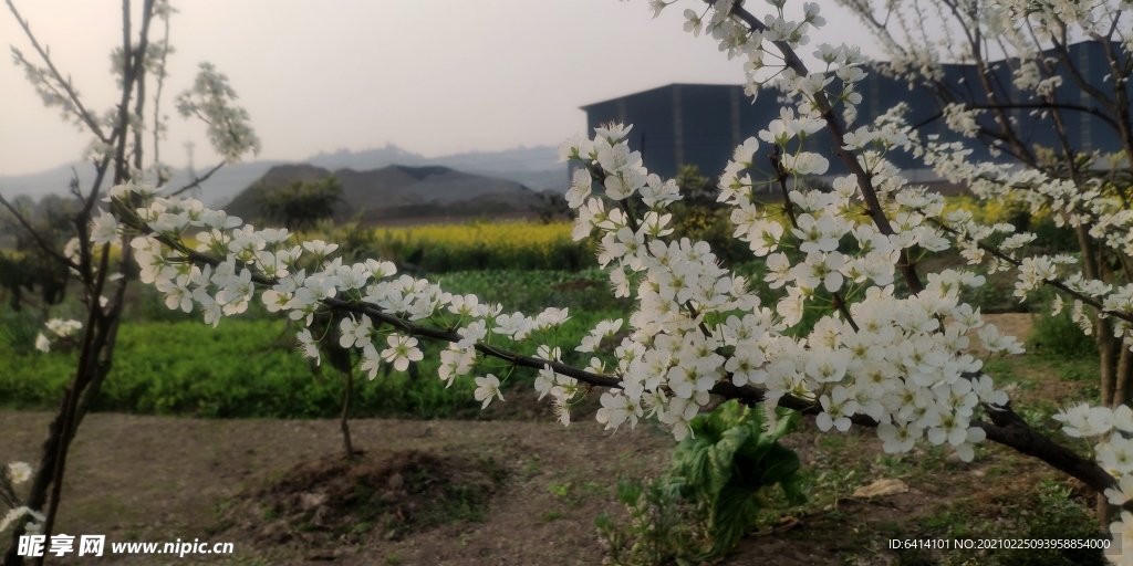 李子花