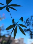小发财树