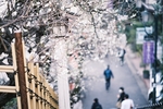梅花