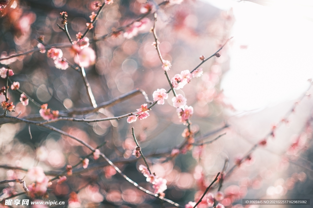 梅花