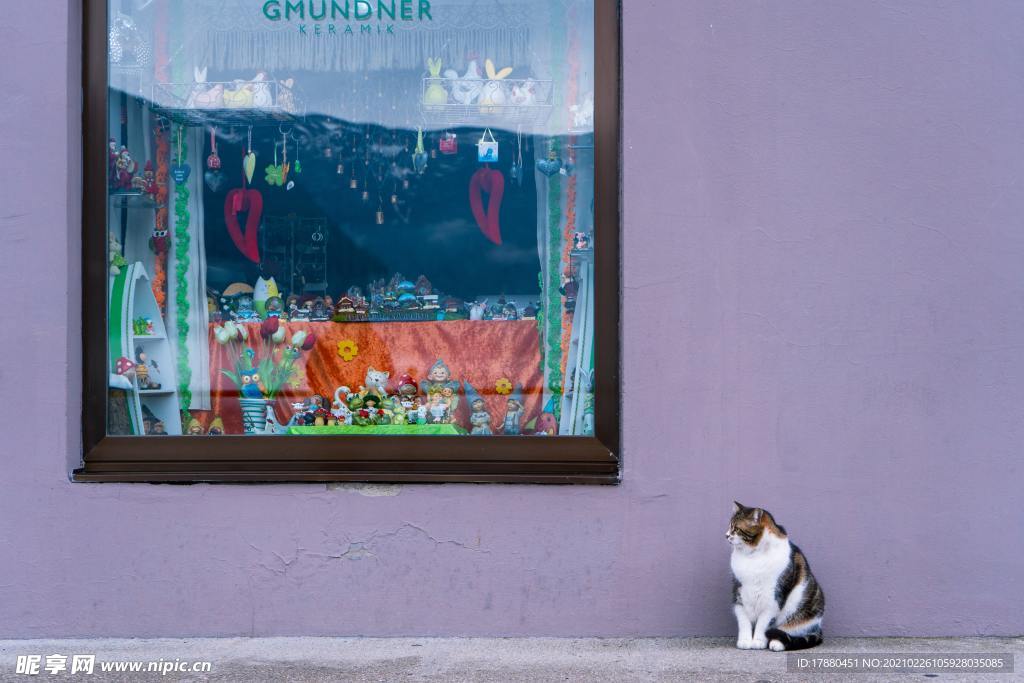 猫