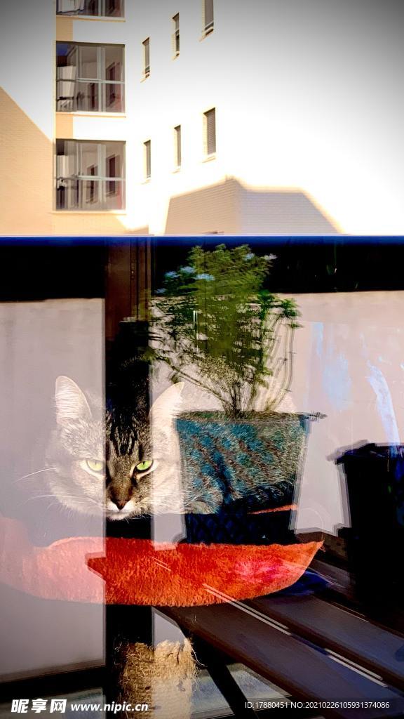 猫