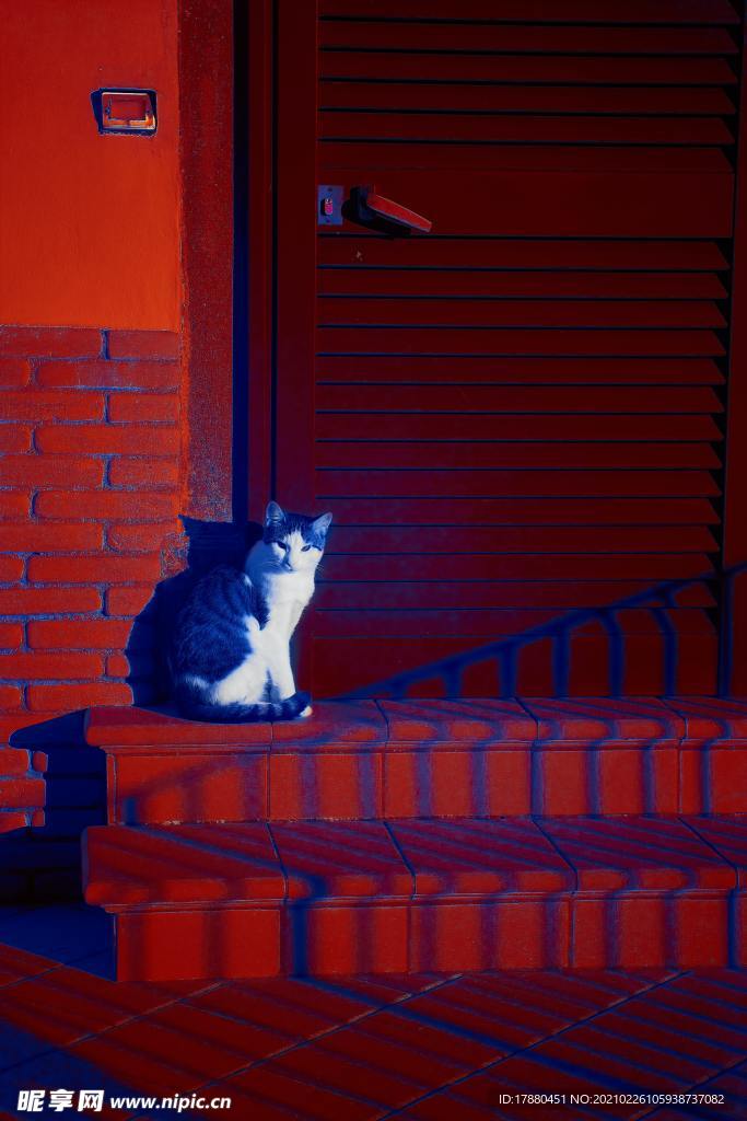 猫