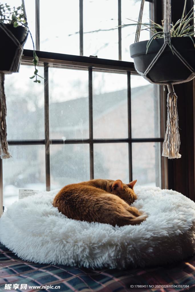 猫
