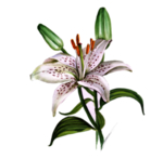 亚洲百合花卉图形手绘花朵