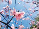 梅花