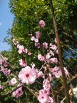 梅花