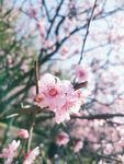梅花