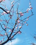 梅花 梅树