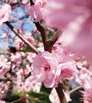 梅花 腊梅
