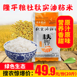 隆平粮社秋实油粘米推广图
