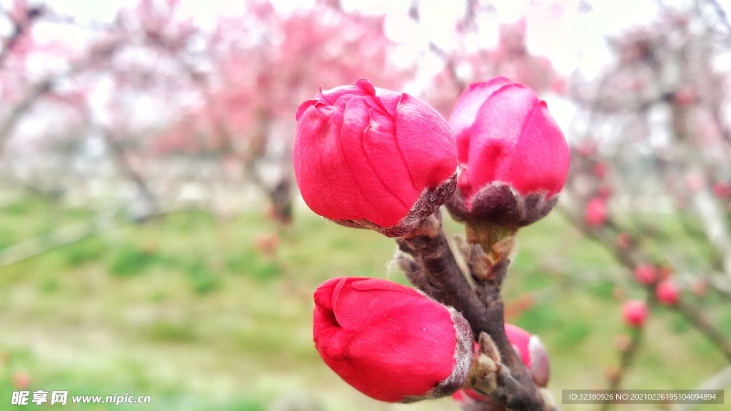 桃花