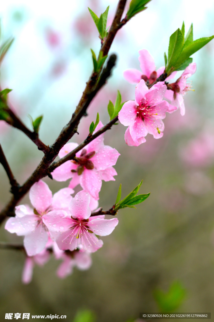 桃花
