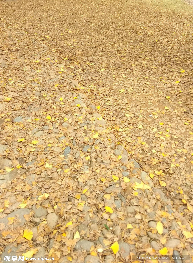 银杏叶