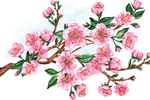 樱花素材