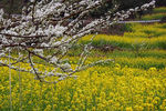 中都油菜花海