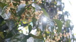 黄皮树花朵