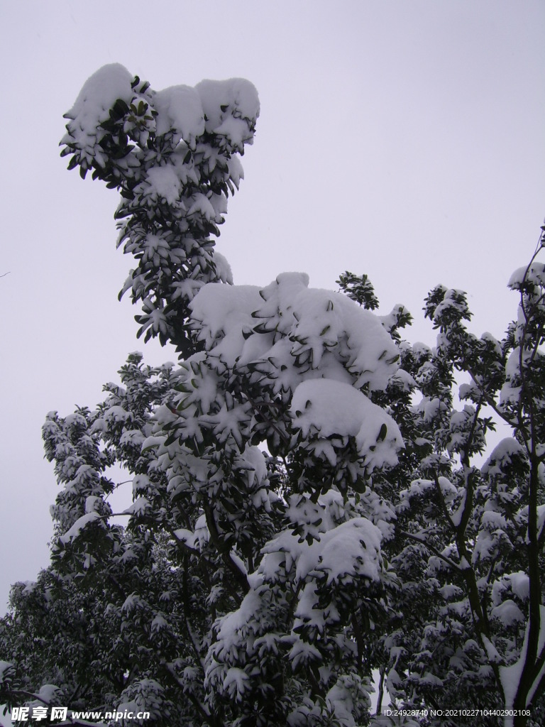 雪松狗