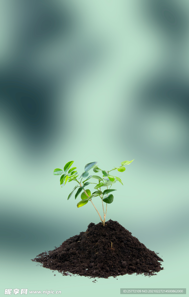 植树节 爱在植树节