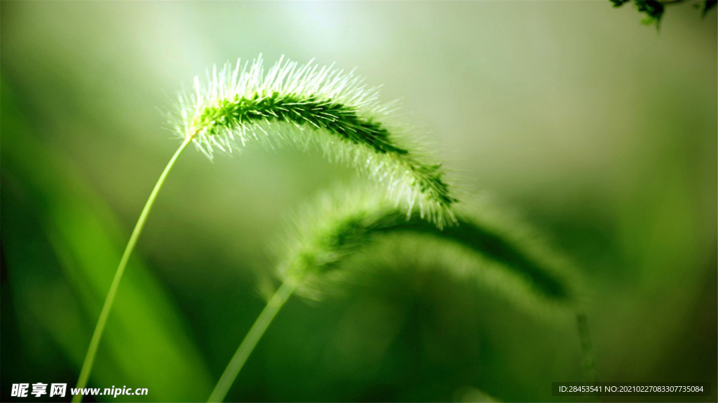 植物特写